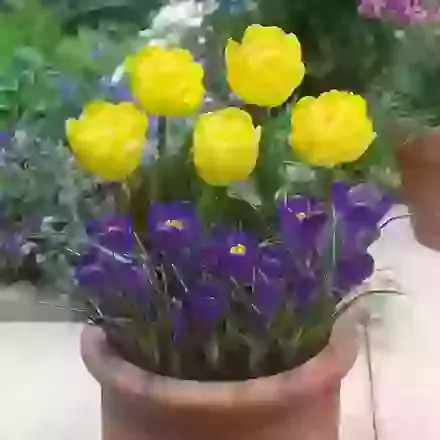 Balcony & Patio Collections